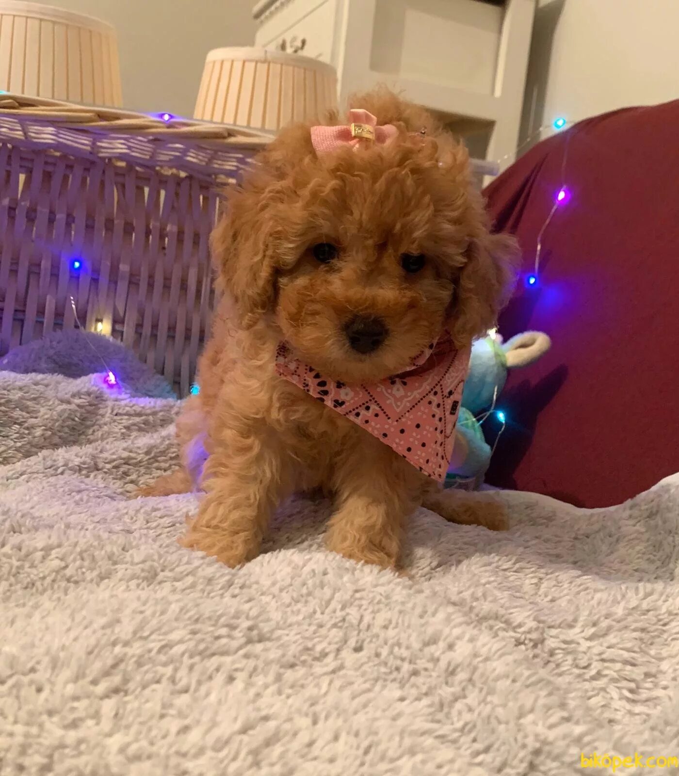 Аллергия на пуделя. Toy Poodle. Пудель без аллергии. Розовый пудель игрушка.