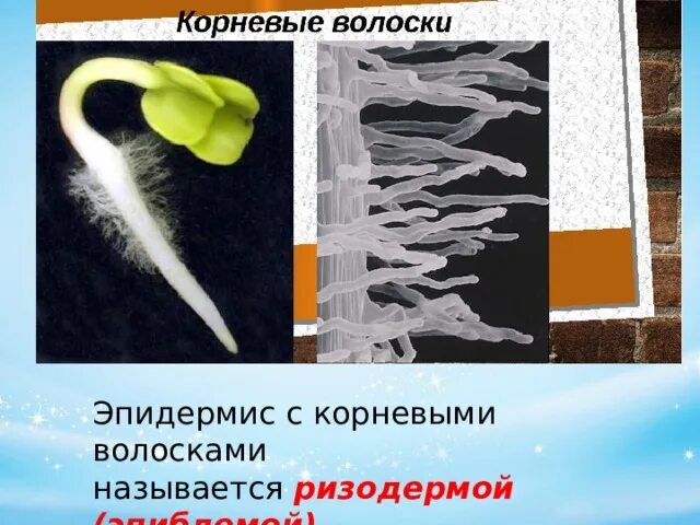 Презентация "Органы цветковых растений"