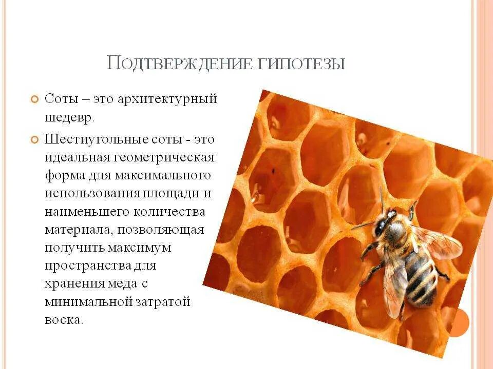 Из чего состоит пчелиная сота