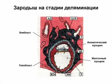 Стадия двуслойного зародыша