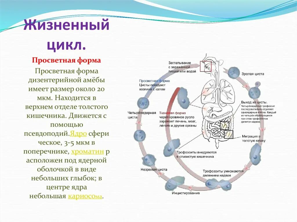 В каком организме происходит развитие дизентерийной амебы. Цикл развития дизентерийной амебы. Жизненный цикл дизентерийной амебы схема. Стадии цикла развития дизентерийной амебы схема. Амебная дизентерия цикл развития.