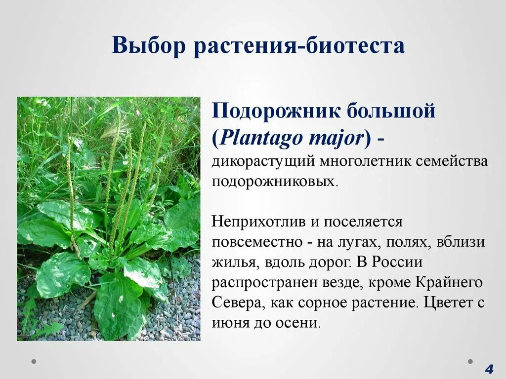 Морфологическое описание листа подорожника. Дикорастущие растения подорожник. Подорожник большой характеристика. Биологическая характеристика подорожника. Подорожник растение особенности.