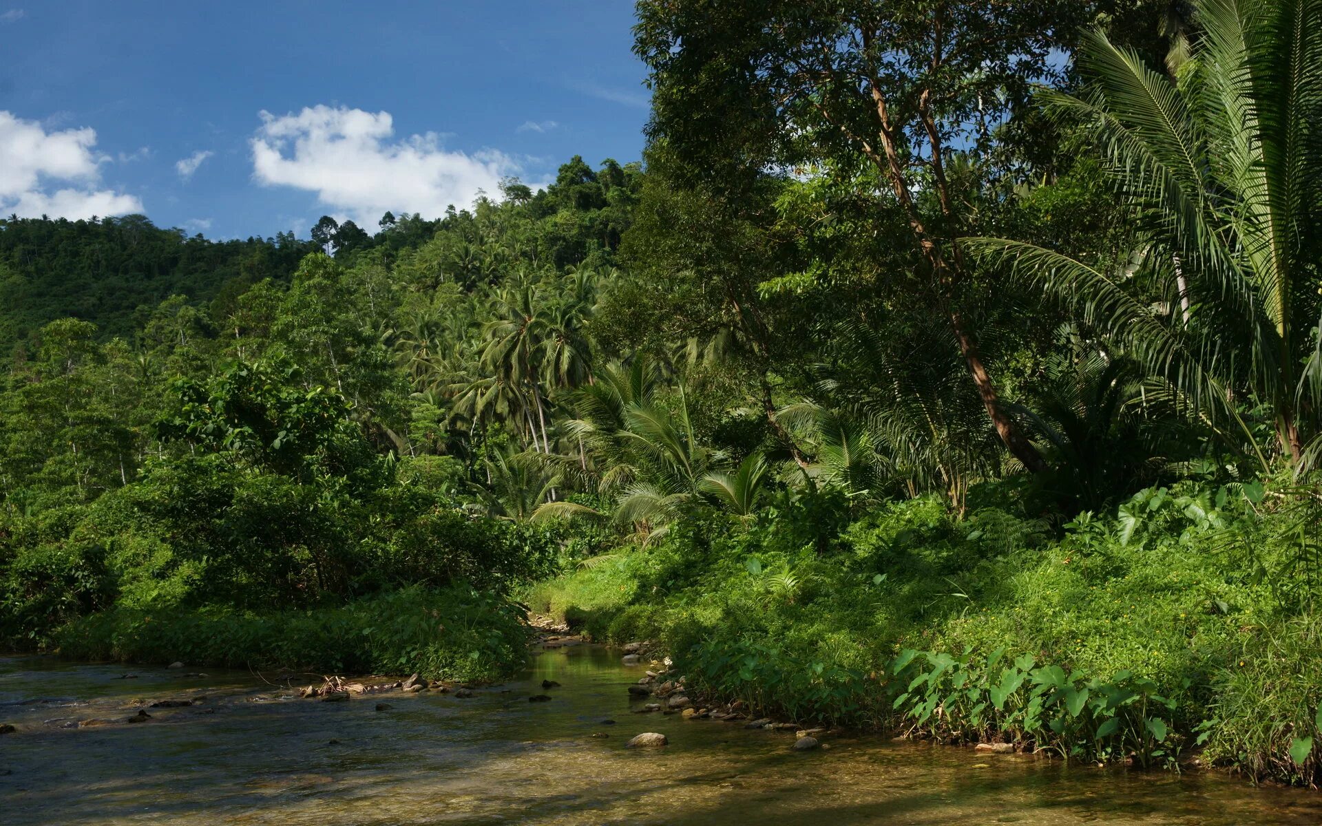 Jungle download. Тропические джунгли Индии. Джунгли Сельва Мексика. Филиппинские острова джунгли. Сельва Белиз.