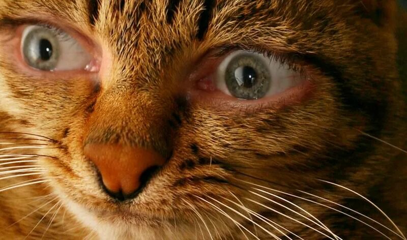 кот с человеческим лицом. кот со взглядом человека. кот мейн кун валькирия. кот с человеческими глазами. кошка с человеческими глазами.