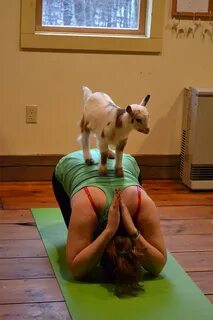 yoga con cabras 5.