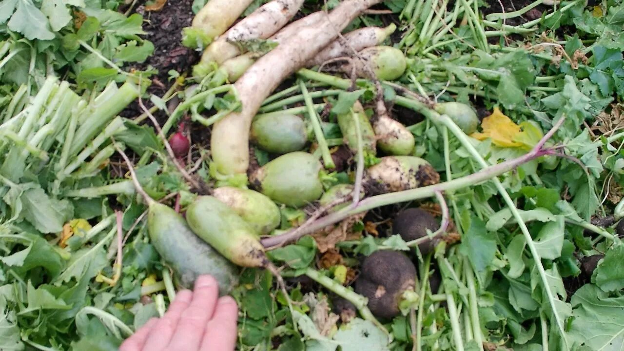 Когда убирают репу. Когда убирают урожай редьки. Когда убирают урожай редьки. Репа турнепс чешу. Репа редька брюква.