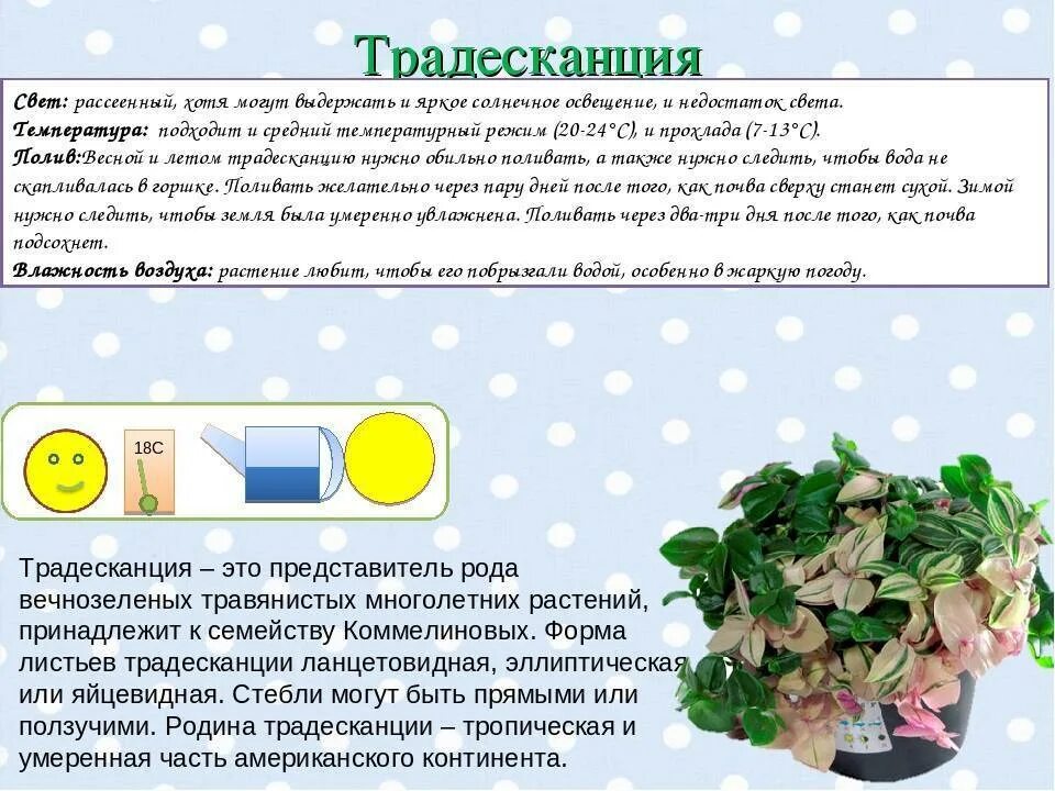 Традесканция приметы и суеверия для дома. Паспорт комнатных растений традесканция. паспорт растения традесканция зебрина. традесканция фиолетовая паспорт растения. комнатное растение традесканция паспорт растения.