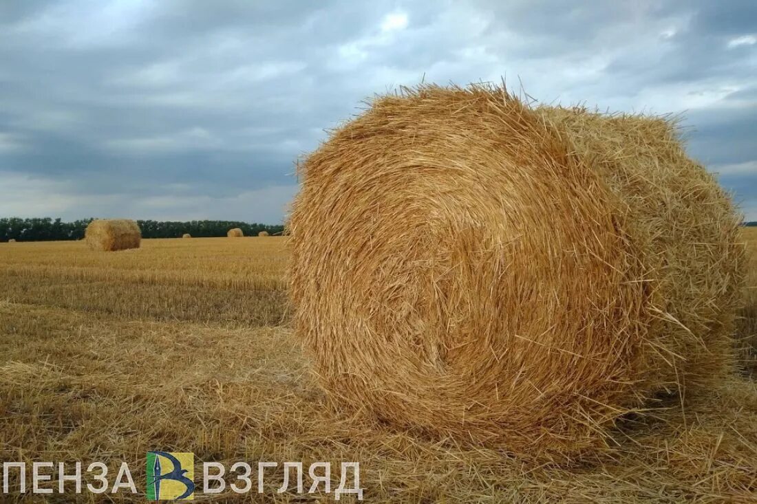 Уборка сена. Сено свежескошенная трава. Сено в рулонах на поле. Сено в тюках. Сено пензенская область.