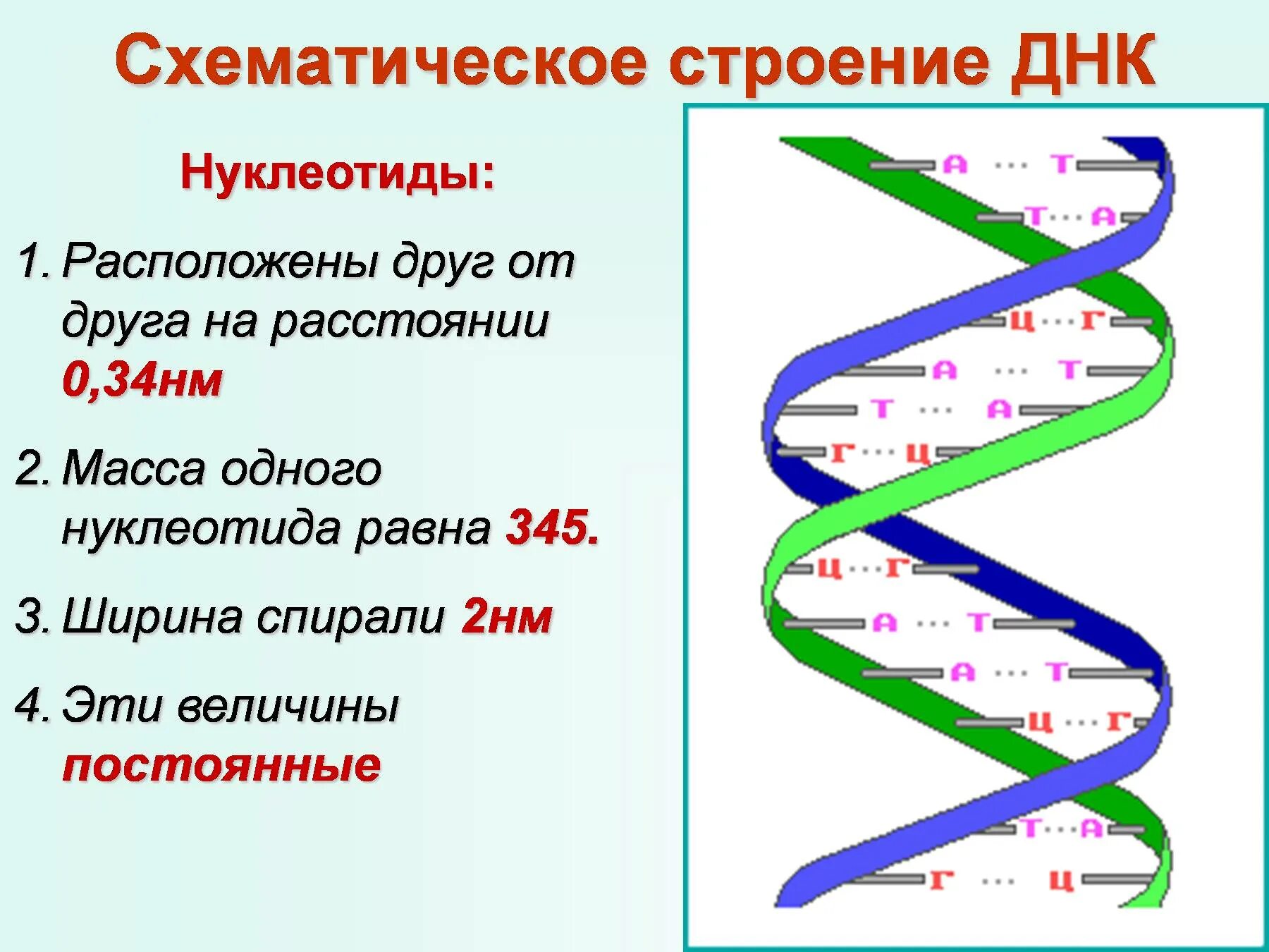 Короткие цепи днк. Компоненты нуклеотида ДНК схема. Строение нуклеотида молекулы ДНК. Структура двойной спирали ДНК. Строение двухцепочечной молекулы ДНК.