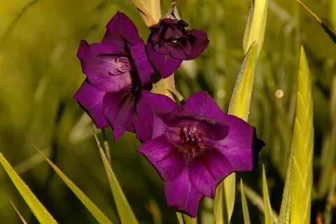 Цветы похожие на гладиолусы фото