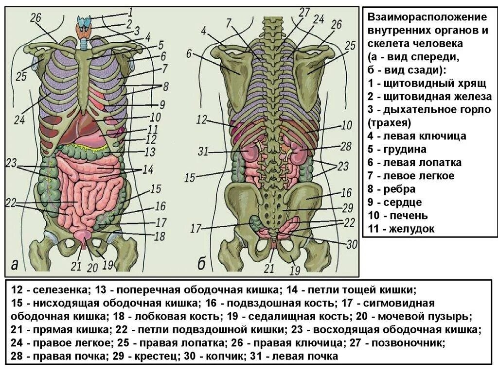 Что находится снизу ребер