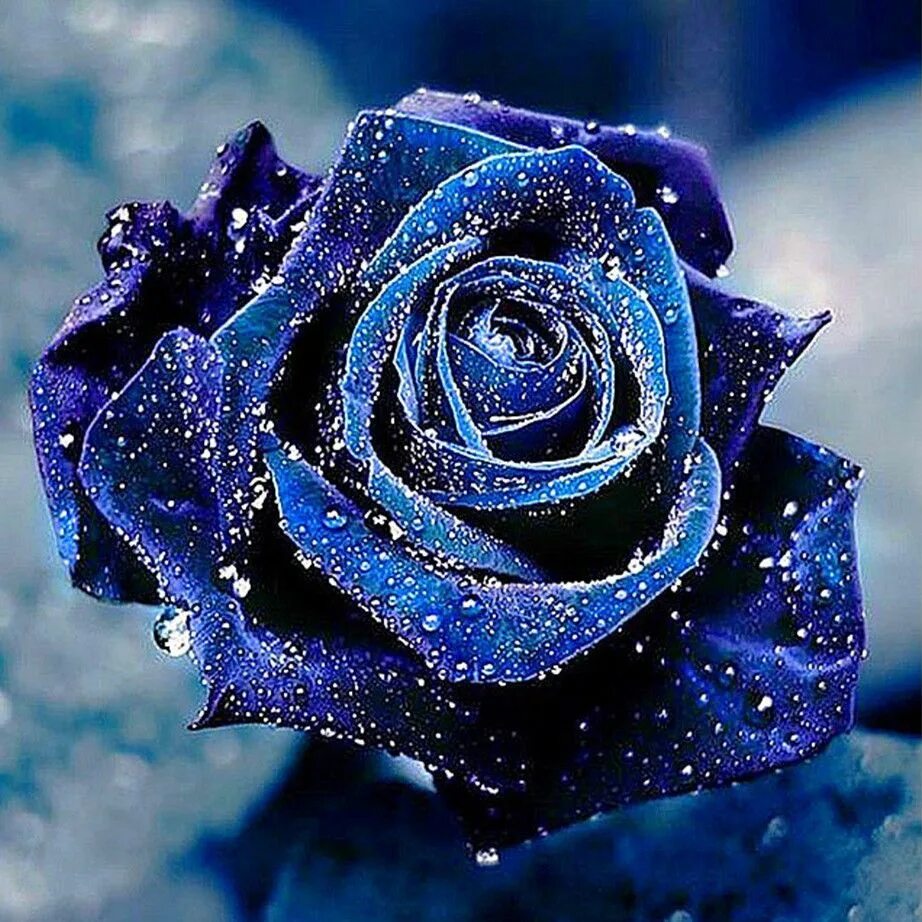 Аватарки цветочки. Красивые розы. Красивые синие розы. Синие розы живые.