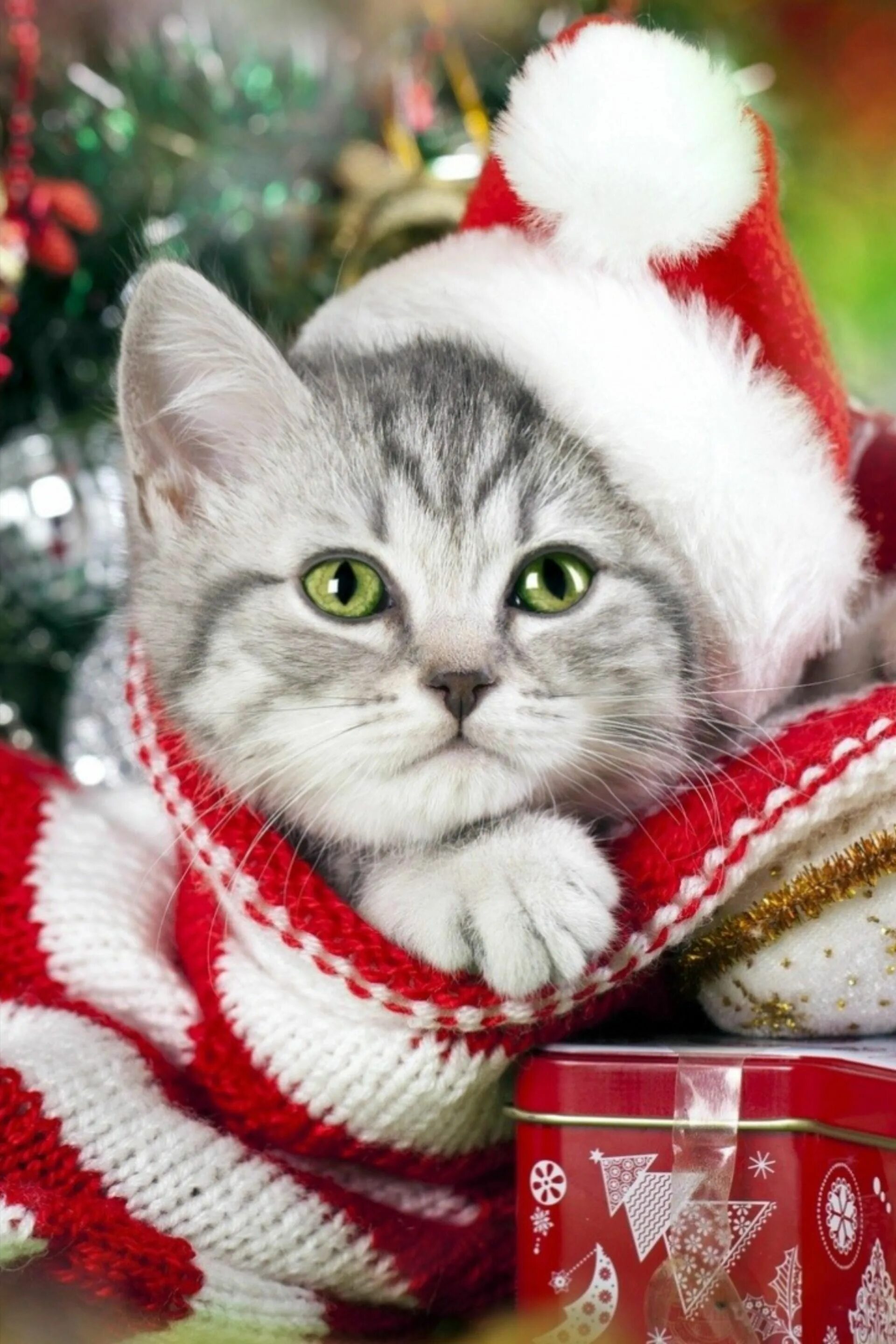 Новогодние аватарки с котиками милые. Новогодний кот. новогодние котята. кот новый год. новогодние аватарки.