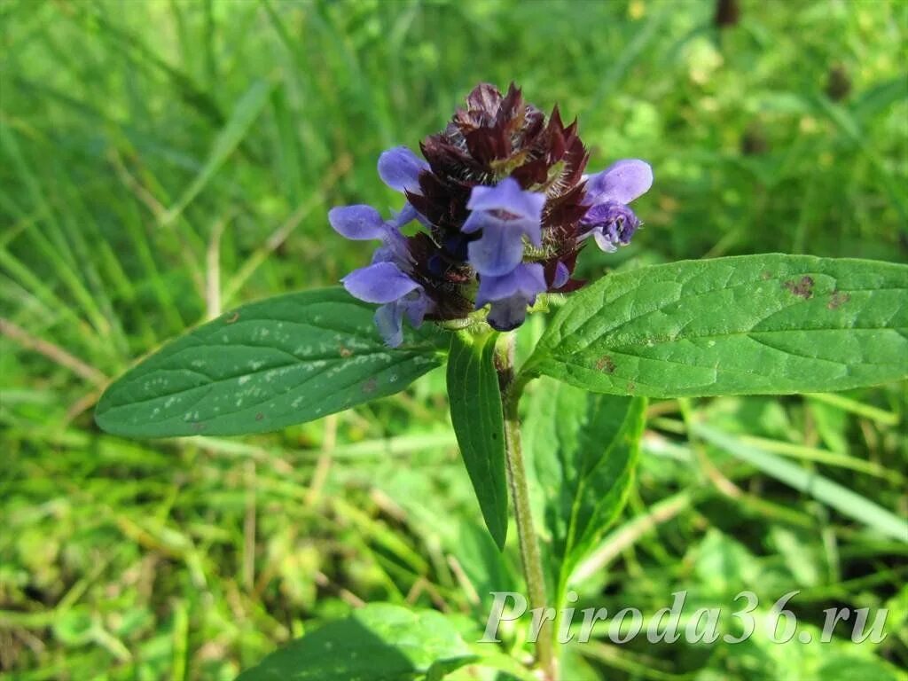 Черноголовка обыкновенная (prunella vulgaris l. Черноголовка обыкновенная медонос. Черноголовка трава. Черноголовник обыкновенный. Черноголовка обыкновенная сорняк.