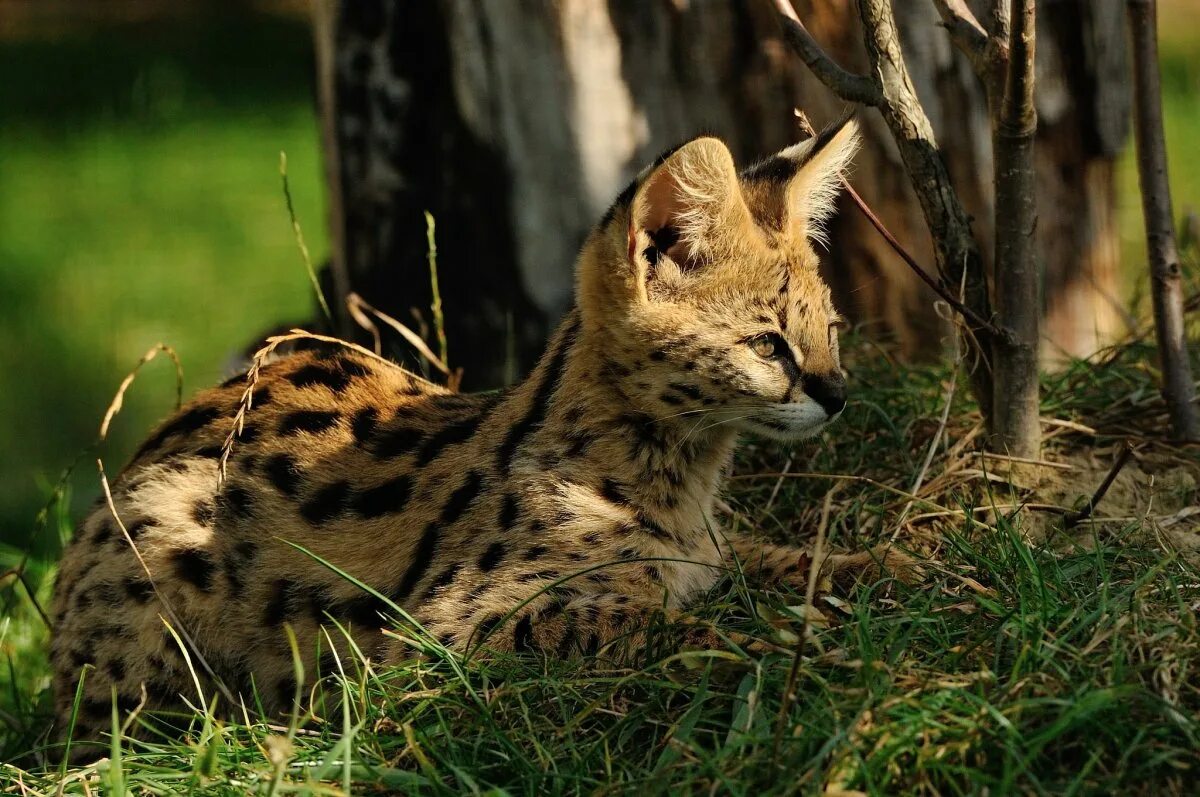 дикая кошка оцелот южной америки. онцилла маргай. дикий виверровый кот. манул (палласов кот). имена для рыси.