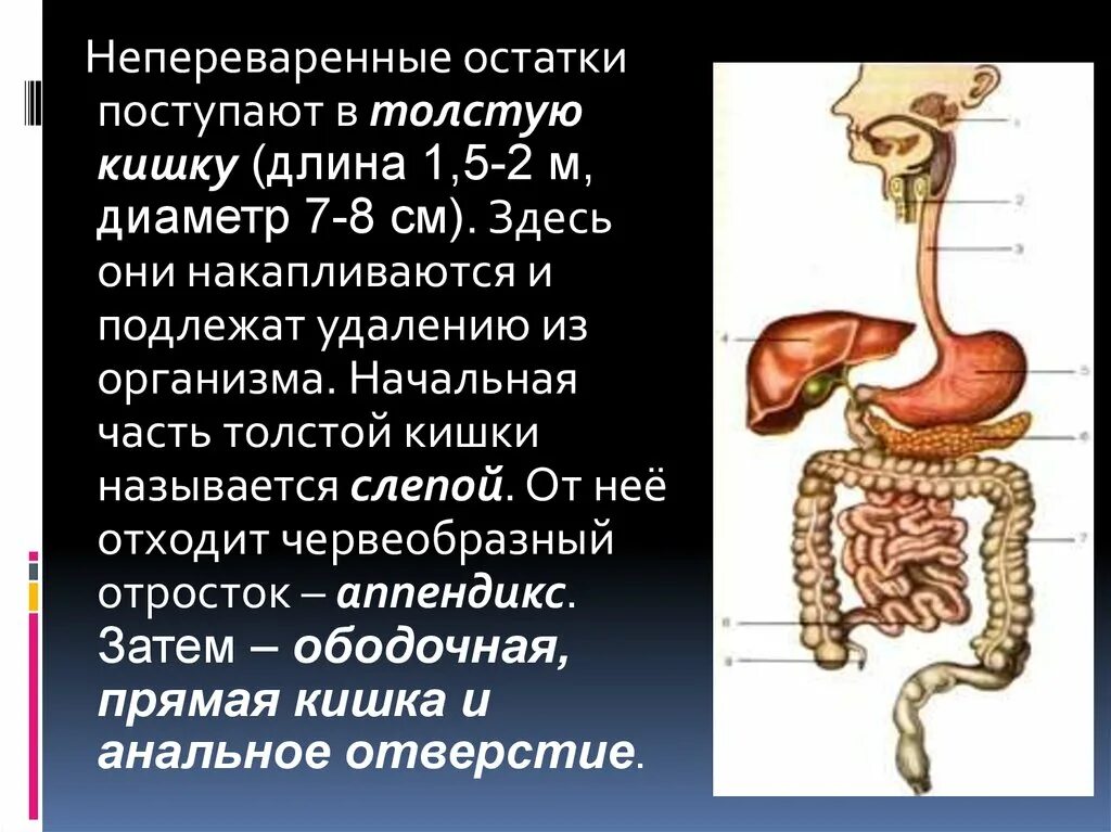 Какая длина кишечника у взрослого. Путешествие по пищеварительной системе. Путешествие по пищеварительной системе человека. Куда поступает непереваренная пища?.