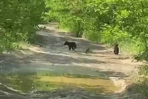 Медведица переводит через дорогу