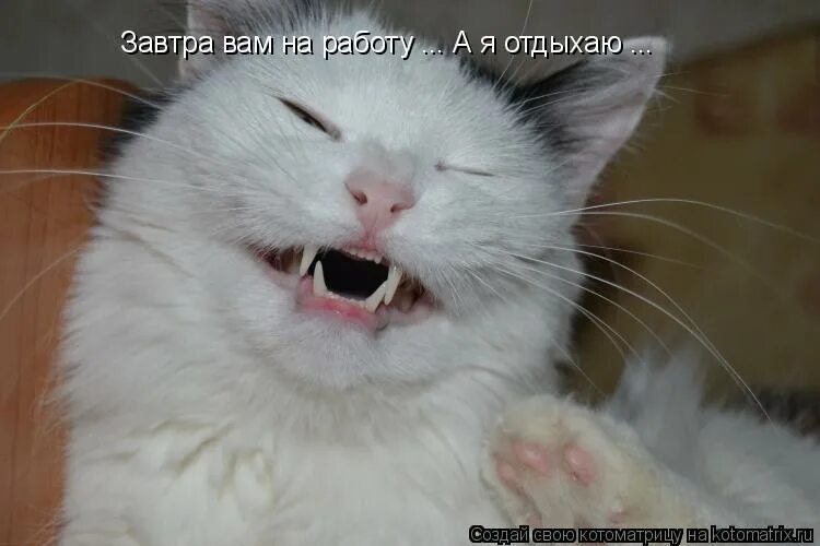 Когда всем на работу а тебе нет. Отдохнули завтра на работу. кот ржет. завтра я отдыхаю. белый кот смеется.