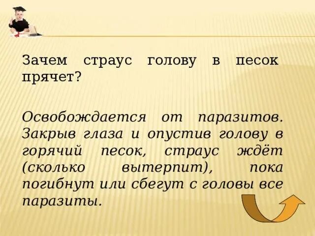 Страус голова в песок почему