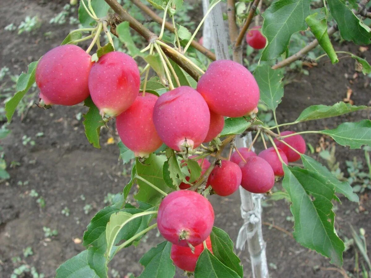 Сорт яблони китайка долго. Сорт яблони китайка. Ранетка пепинчик. Яблоня сорта долго. Яблоня сорта долго.