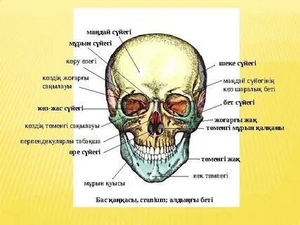 Сексуалдық құлдар туралы хардкор фильмдер