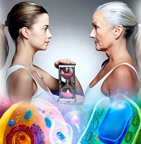 омоложение организма на клеточном уровне. омоложение организма. оздоровление и омоложение организма. способы омоложения организма. точка фэн-фу и омоложение организма.