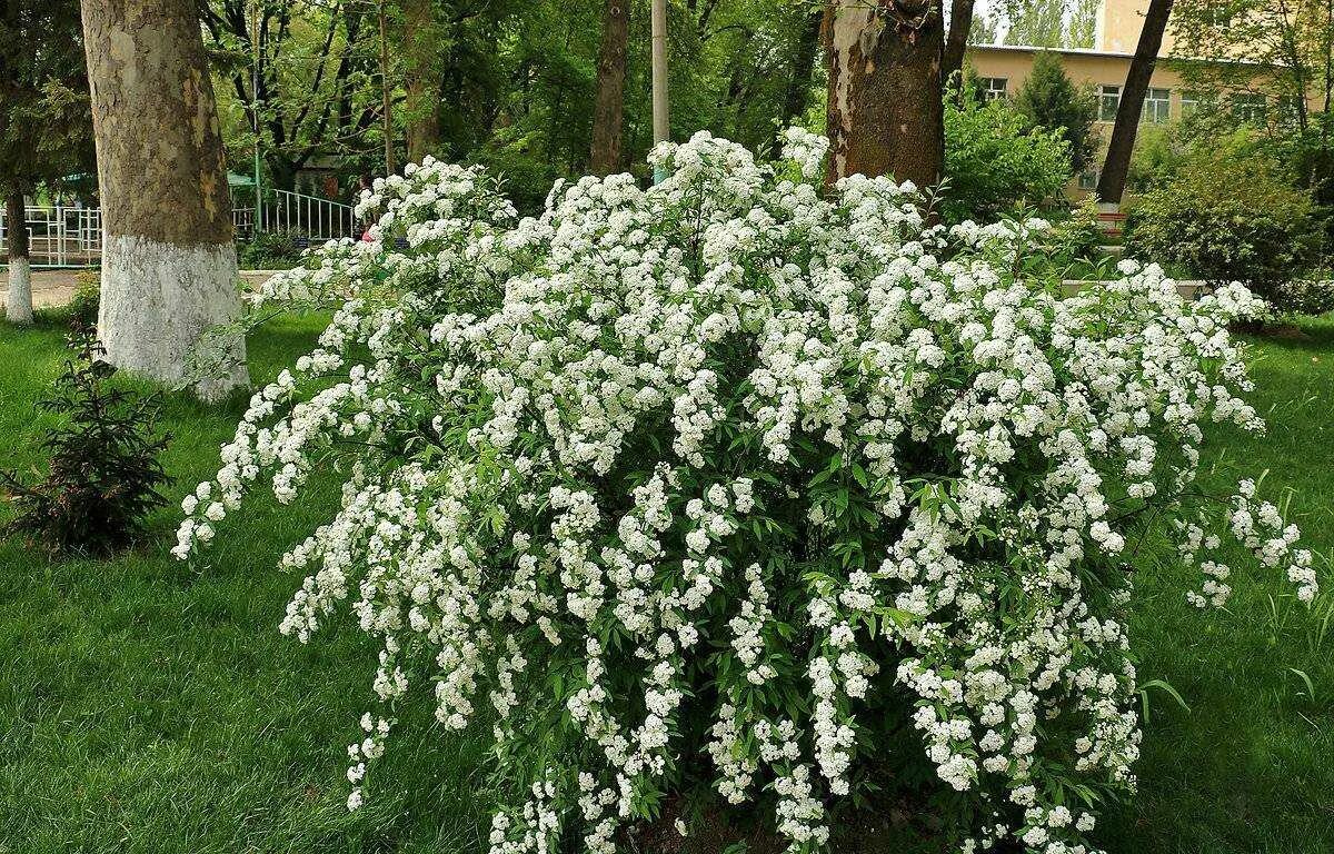 Средние кустарники названия. Спирея серая Вангутта. Спирея Вангутта. Спирея метельчатая белая. Спирея Сандроп.