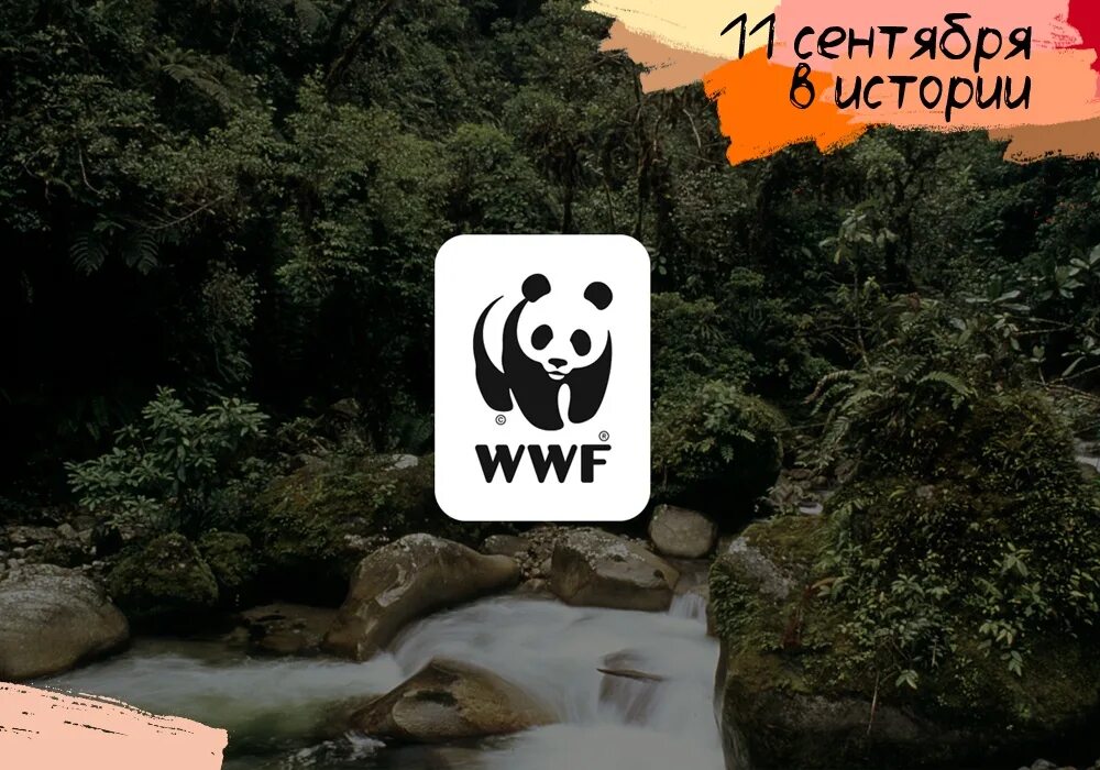 The world wildlife fund is an organization. Всемирный фонд дикой природы WWF России. Всемирный фонд охраны дикой природы 1961. Всемирный фонд дикой природы эмблема. Фонд защиты дикой природы.