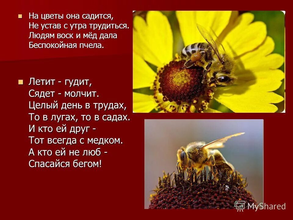 П ч е л а. П ч е л а