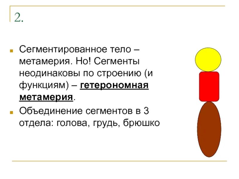 Сегментированное тело. Гомономная и гетерономная сегментация. Гетерономная сегментация тела. Сегментированное строение тела.