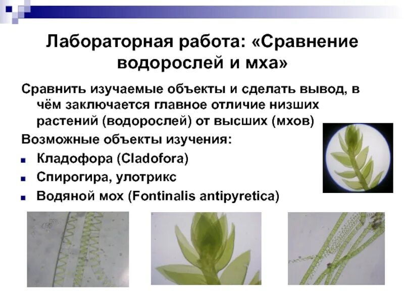 Строение водорослей и мхов. Мхи и водоросли сходства и различия. Сходство моховидных и водорослей. Сравните строение мха и водоросли.