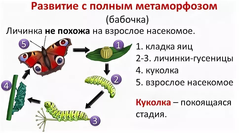 Цикада превращение полное. Размножение насекомых с неполным превращением. Полный цикл превращения насекомых. Цикл развития насекомых бабочки. Полное превращение бабочки.