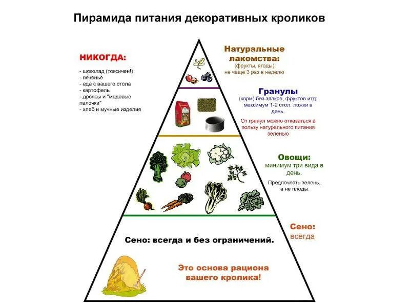 Можно ли кролику кушать. Чем можно кормить кроликов а чем нельзя. Схема кормления кроликов. Какие корма можно давать кроликам. Рацион питания декоративного кролика.