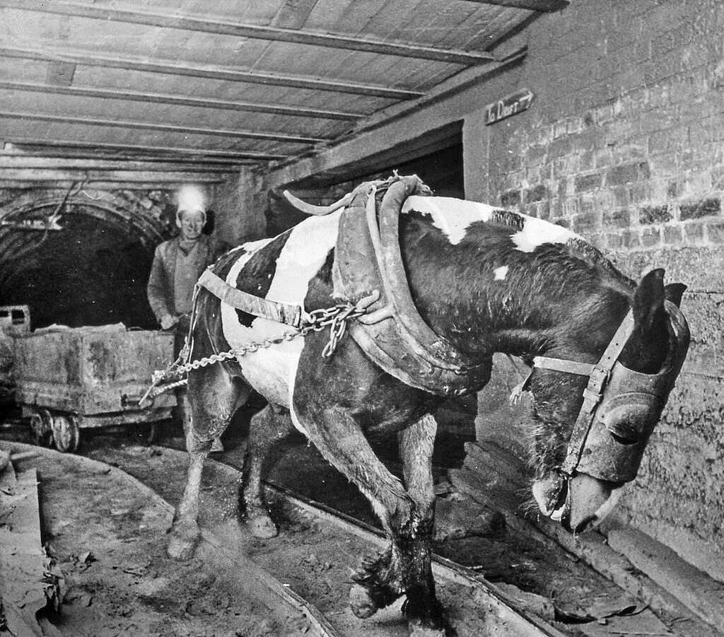 Красивая стрижка лошадей. Пони шетлендской породы. Пит лошадь. Восточный -болгарский конь. Болгарская порода лошадей.