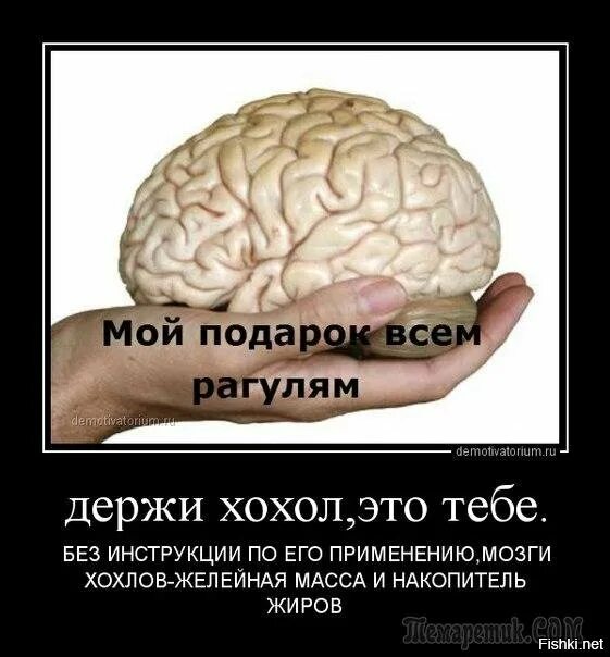 Отсутствие мозга. Цитаты про мозги смешные. Цитаты про мозг смешные.