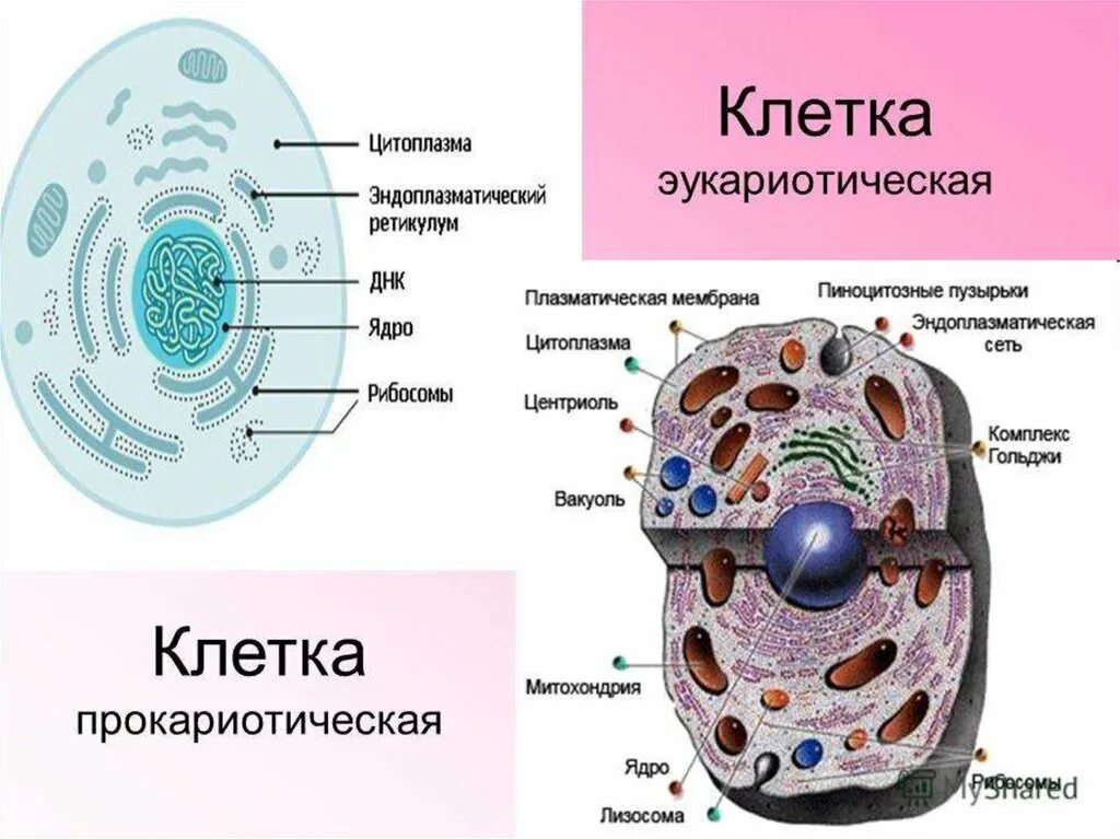 Какой основной компонент содержится в цитоплазме. Строение эукариотической клетки структура клетки. Строение клетки эукариот схема. Строение эукариотических клеток схема. Строение эукариот эукариоты клеток.