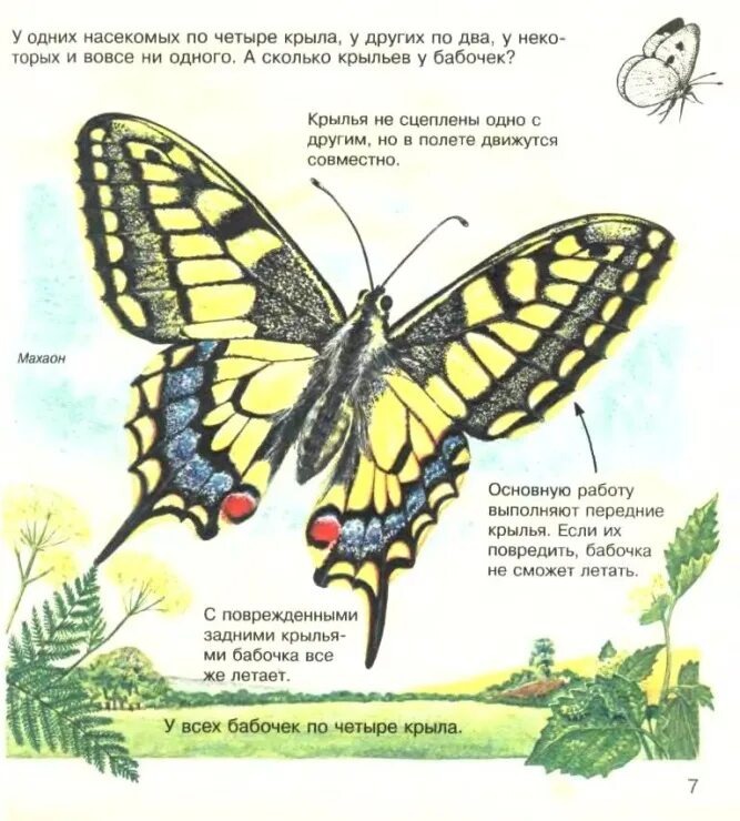 Крыло бабочки книга