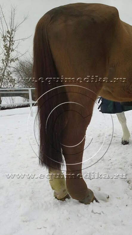 отеки передних ног у лошади. тендовагинит путового сустава лошади. лошадь отек ноги. лошадь отек ноги.