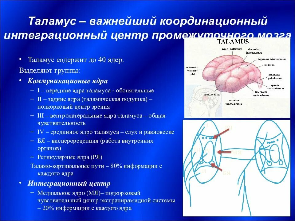 Таламус строение и функции. Функциональное строение таламуса. Таламус анатомия строение. Промежуточный мозг таламус функции кратко.