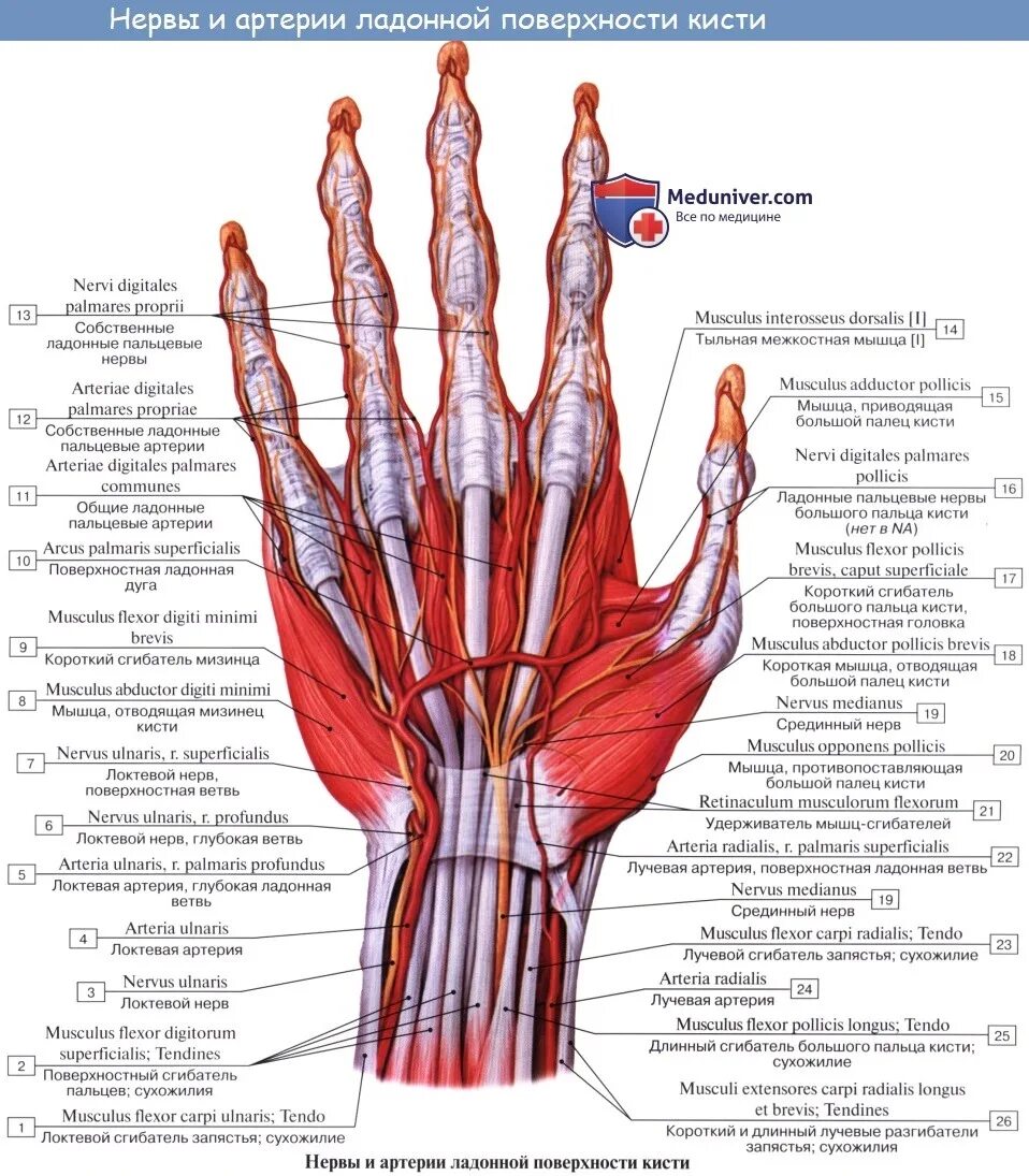 Тыльная ветвь кисти локтевого нерва. Ладонная ветвь локтевого нерва. Поверхностная ладонная артериальная дуга.