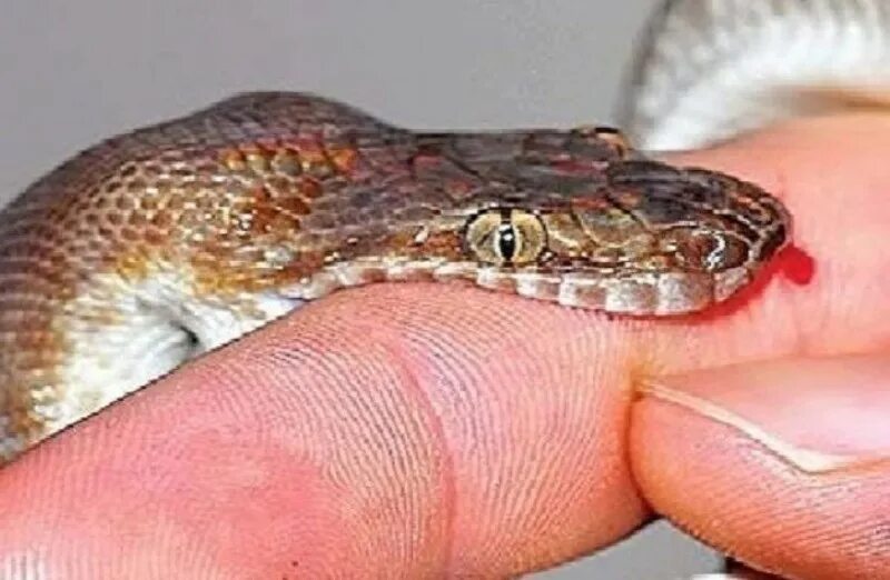 Snake bites. Укус ядовитой змеи на коже. Как выглядит место после укуса змеи.