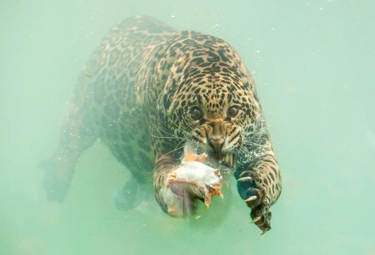 Звери под водой. Ягуар охотится под водой. Хищники в воде. Животные под водой. Тигр под водой.
