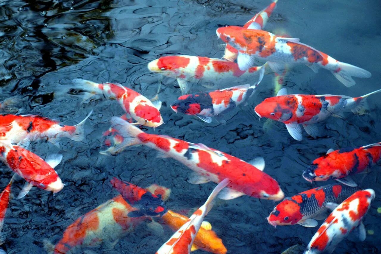 Рыбы азии. Золотистый змееголов. Карпы кои. Арована. Рыбки кои.