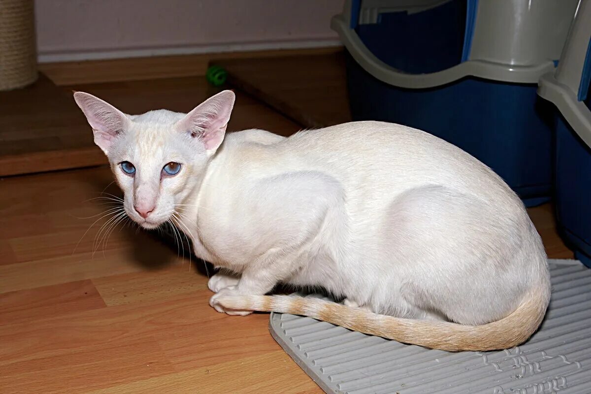 Тайский ориентальный кот. Ориентальная кошка табби Пойнт. Сиамский кот Ориентал. Ориентальная кошка ред поинт. Окрас кошки породы ориентальная