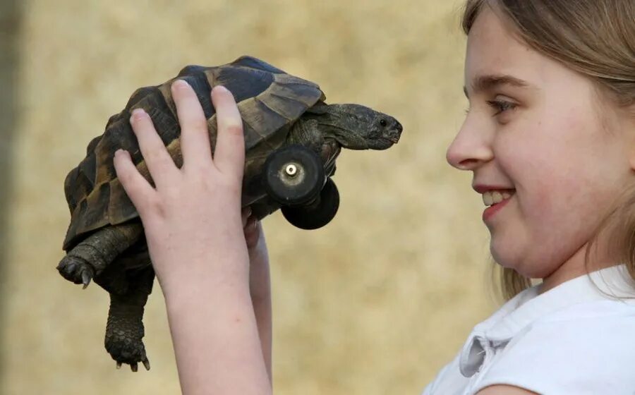 сплинтер черепашки ниндзя. фильм про черепаху и мышь. хомячков улиток черепашек. крыса и черепаха. необычные компьютерные мыши.