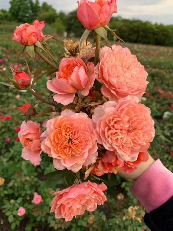 розы кубани питомник роз каталог. альфонс с розой. розы кубани питомник роз каталог. саженцы роза элле. роза кубань питомник роз.