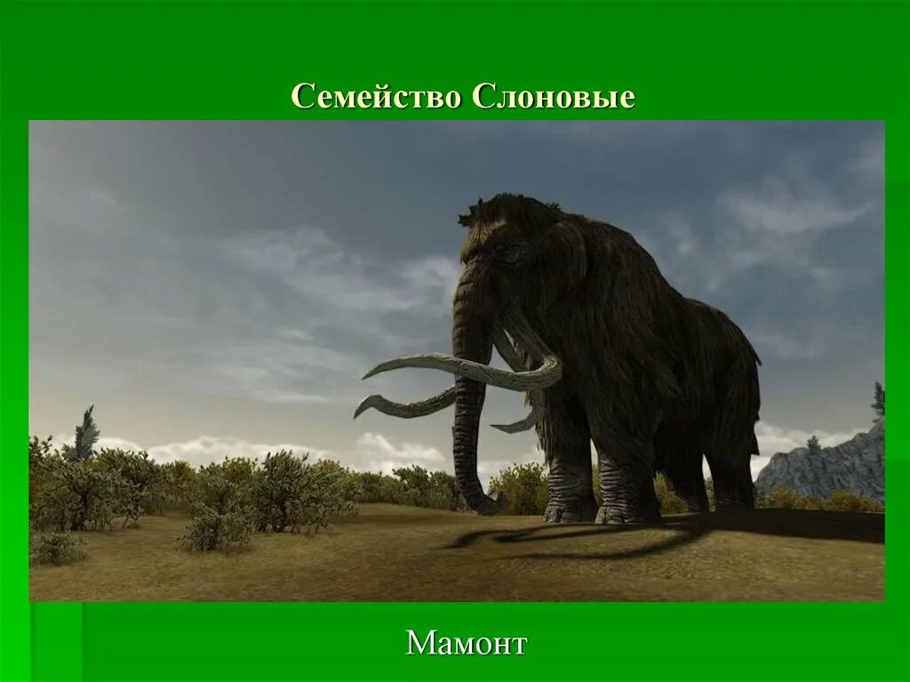 Заскамил мамонта это. Мамонт. Семейство слоновых мамонт. Презентация отряд хоботные и Хищные. Где жили мамонты.