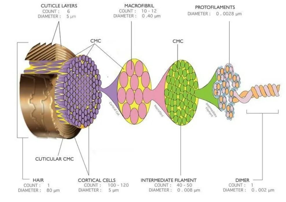 Комплекс клеточных мембран в кутикуле волоса. Кортекс слой волоса. Строение волоса Кортекс. Структуры волокон кортекса волоса. Кортекс волос