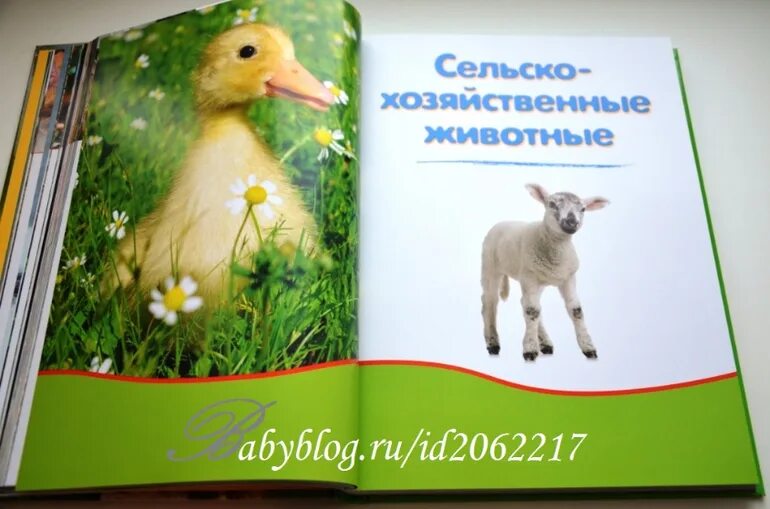 Мои животные читать. Книга детеныши животных. моя большая книга о детенышах животных. моя большая книга о детенышах животных 1000 фотографий. книга детеныши животных читать.
