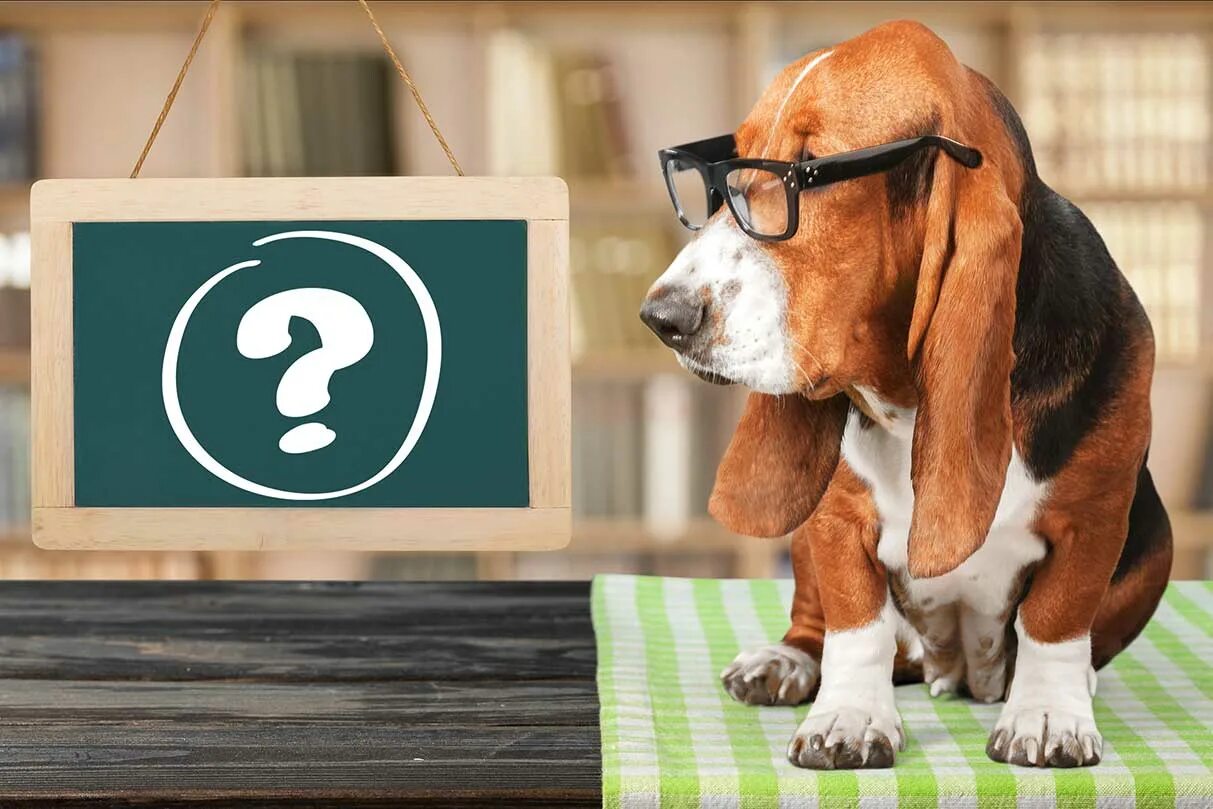 Dogging questions. Curious dog. Собака думает. Собака с вопросом. Question dog.